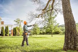 Reliable Trezevant, TN Tree Care  Solutions